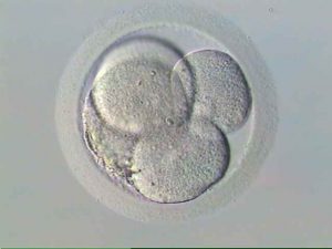 Embrião no segundo dia - Fertilização in vitro e inseminação artificial são sinônimos? - Doutor Armindo Dias Teixeira