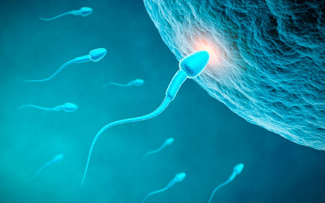 Fertilidade masculina | Por Dr. Armindo