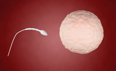 A importância da qualidade dos óvulos na FIV